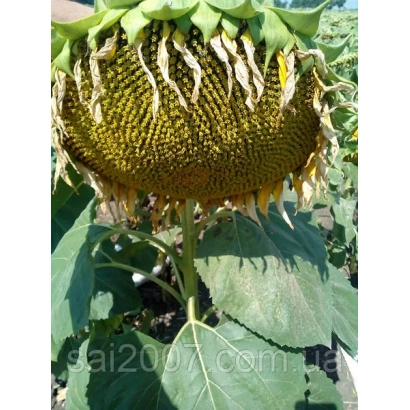 Сухой подсолнух на поле - Титаник