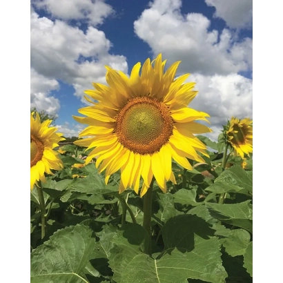 Sunflower against a blue sky with clouds - Torino
