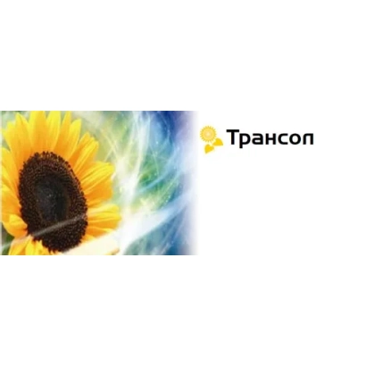 Солнечный цветок с логотипом Трансол на белом фоне