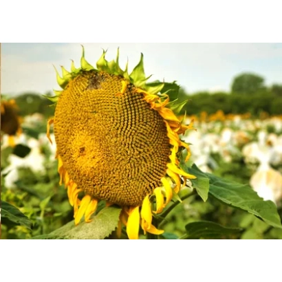 Соняшник у полі - ТРИ 4747 Р