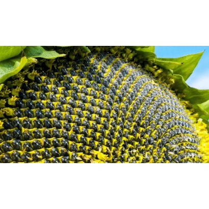 Свіжозібраний соняшник сорту ТРИ 4748 Р