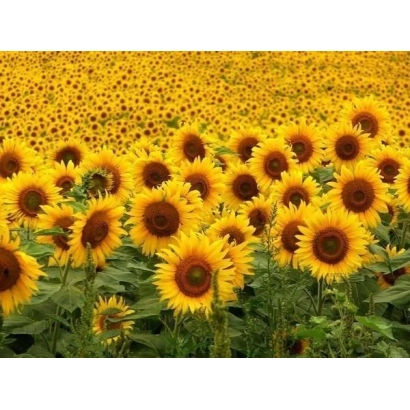 Поле соняшника, що відповідає категорії Соняшник - ТС 13