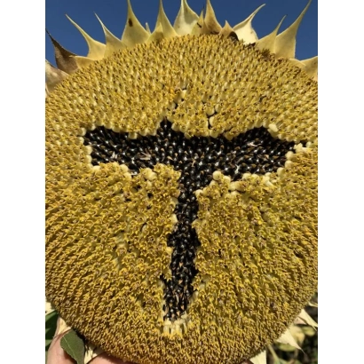 Сонячна квітка з написом ТС 7 на насінні