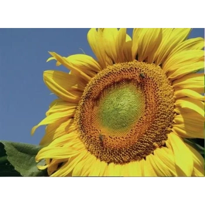 Соняшник на фоні блакитного неба - Туніка