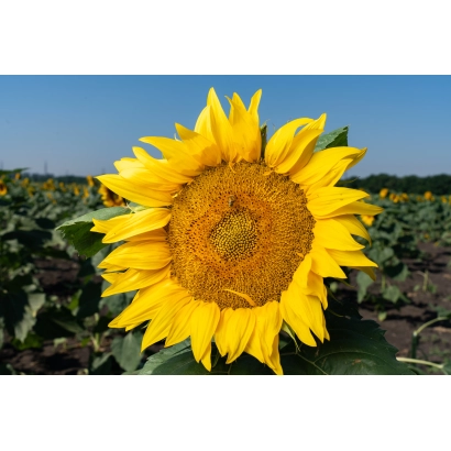 Соняшник на полі - Ювіляр