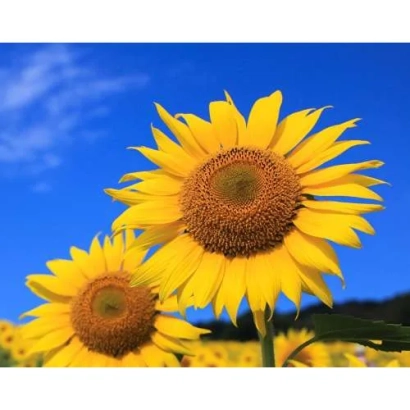 Сонячні підсонячники на фоні синього неба - Українське сонечко