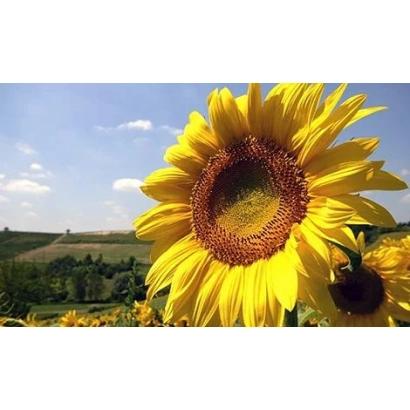 Солнечник на поле под голубым небом - Украинский F1