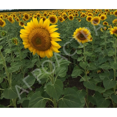 Поле соняшника з великою квіткою на передньому плані - УЛЬТРО