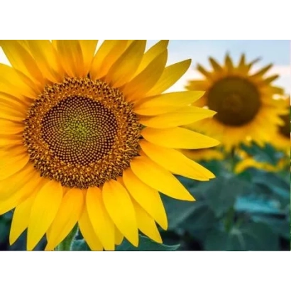 Соняшник на полі - Юлія