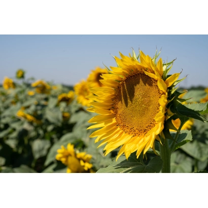 Поле подсолнечника с крупным цветком на переднем плане - УМНИК