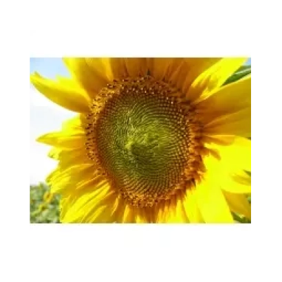 Солнечный цветок без текста - Юпитер