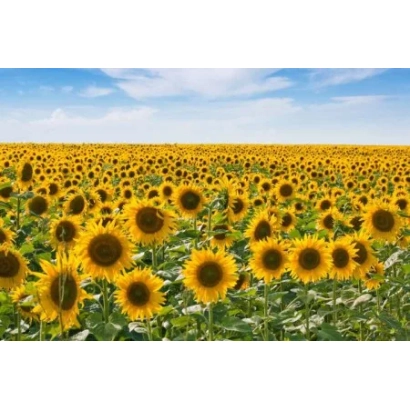 Поле соняшника на фоні блакитного неба - УСП ІКОРЕЦ