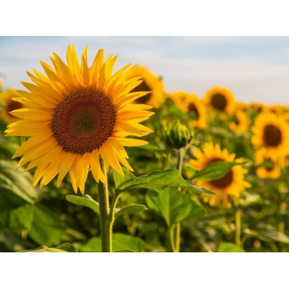 Поле соняшника з великою квіткою на передньому плані - ЮВ 1071
