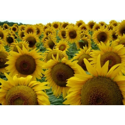 Поле подсолнечника ЮВ 14