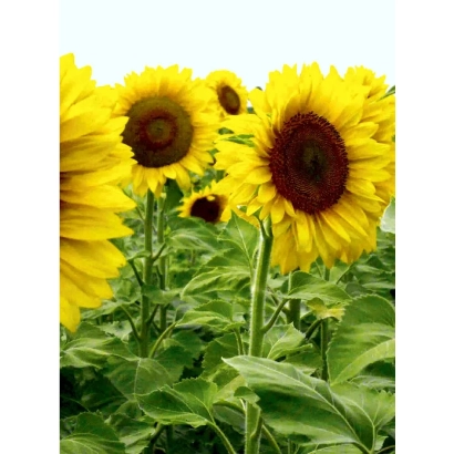 Солнечные подсолнухи на зелёном фоне - ЮВС 3