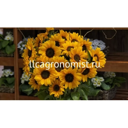 Солнечные цветы подсолнечника на деревянном фоне с текстом llcagronomist.ru - В 0072 Ф