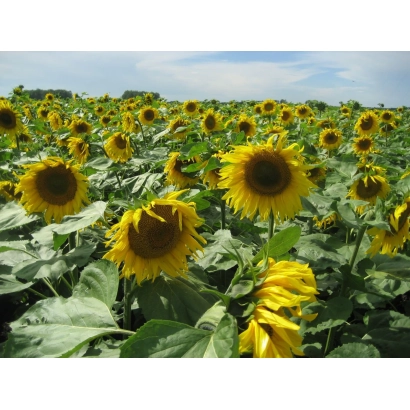 Поле соняшника на фоні блакитного неба - ВА 389