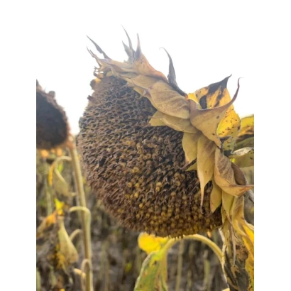 Зрілий соняшник на полі - ВА 737-ІМІ