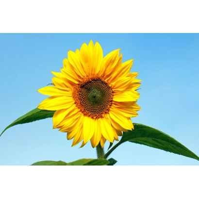 Жовтий підсонячник на фоні блакитного неба - ВА 760-ІМІ