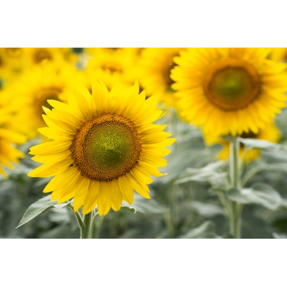 Соняшник на полі, що відповідає категорії Підсоняшник - ВА 760 СУР
