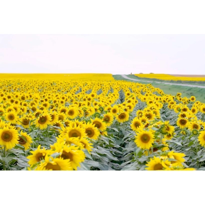 Поле соняшника ВА 761