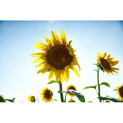 Соняшник на тлі блакитного неба - ВА 812