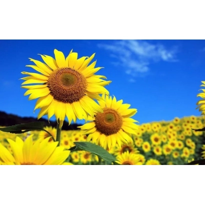 Поле соняшника з крупним планом квітів на фоні синього неба - ВА 830 СУР