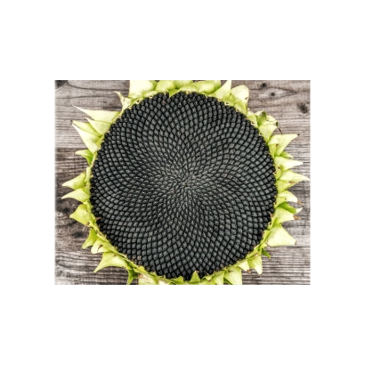 Sunflower seeds of Valencia variety on wooden background