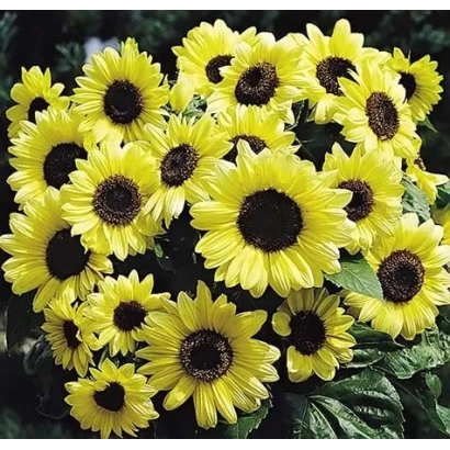 Яскраві соняшники на тлі листя - ВАЛЕНТИНА