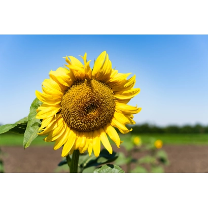 Соняшник на полі під синім небом - Варяг