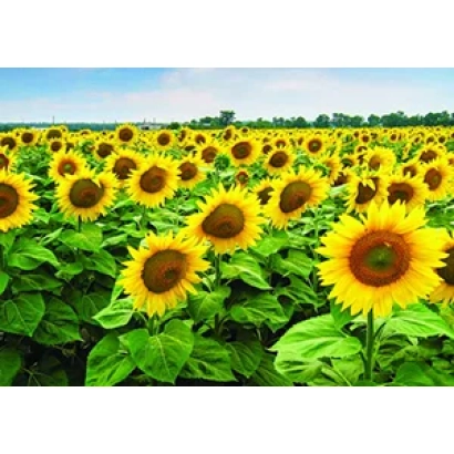 Field of sunflowers against the sky - VD 22