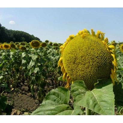 Sunflower field with a large flower in the foreground - WEIDEREVSKY 80