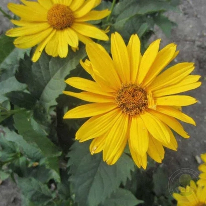 Желтые цветы подсолнечника на фоне зелени - Венус