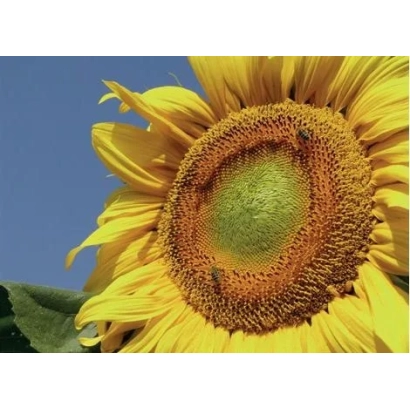 Соняцникове поле на фоні блакитного неба - ВК 1-КЛП