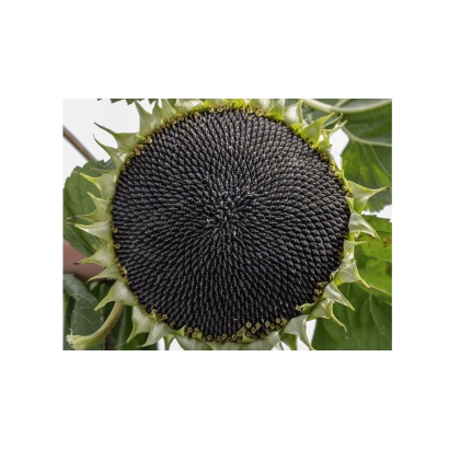 Mature sunflower of variety VK 101 SUR