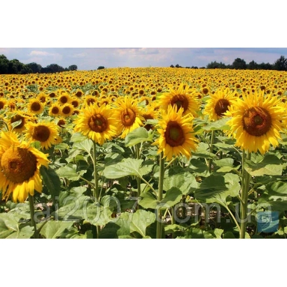 Поле соняшника - ВК 21-СУР