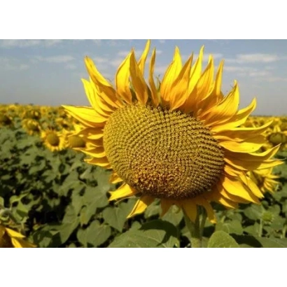 Соняшник на полі, тип Соняшник - ВК 303