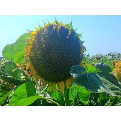 Солнечник на поле, крупный план зрелой головки - ВК 305 СУР