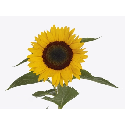 Соняшник на білому фоні - ВК 305 ВС