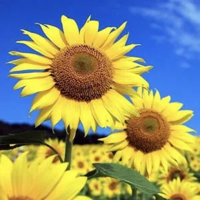 Bright sunflowers against a blue sky - VK 678