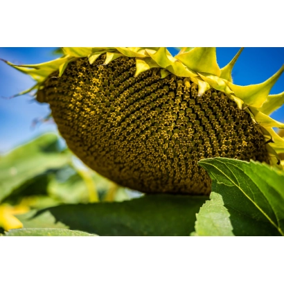 Созревшая головка подсолнечника на фоне неба - ВЛ А 8