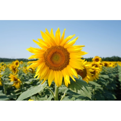 Sunflower field against a blue sky - VN 1349 A