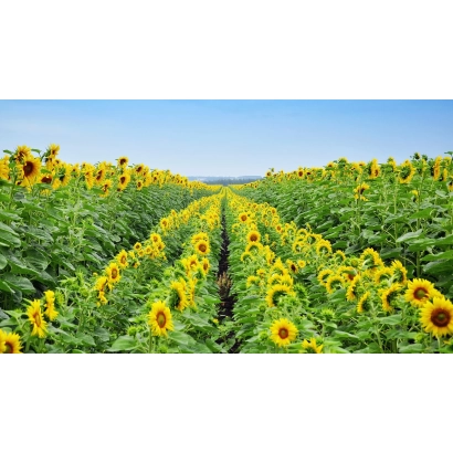Sunflower field VN 1959 B