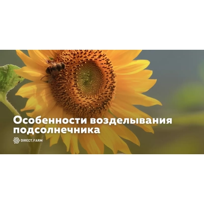 Infographic with sunflower and title 'Features of sunflower cultivation' - VN 2502 B