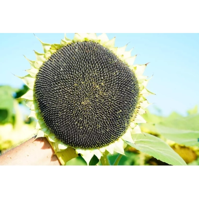 Соняшник на фоні неба, видно насіння та пелюстки - ВОЛЛЬТЕР СУ