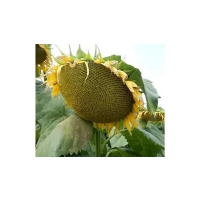 Соняшник на полі, сорт ВОРОНЕЗЬКИЙ 643