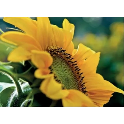 Соняшник на фоні зелені - ВПЕРЕД