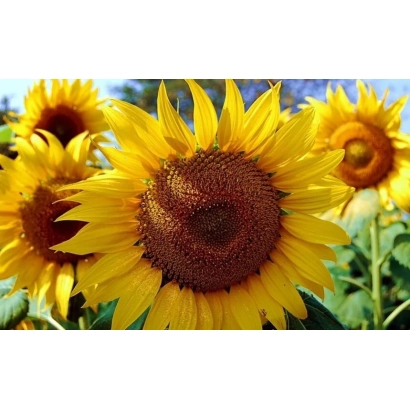 Яскраві соняшники на фоні неба - ВС 784 Д