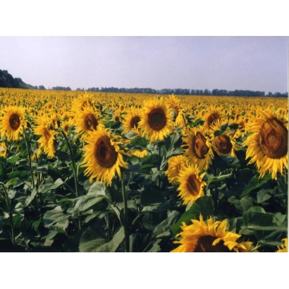 Sunflower field - World