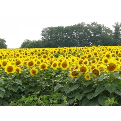 Поле соняшника, що відповідає категорії Підсоняшник - ВУЛКАН ЕКС